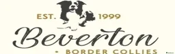 Border Collie dogs for sale: REGISTERED HEALTH TESTED BORDER COLLIE PUPS - Advert 4
