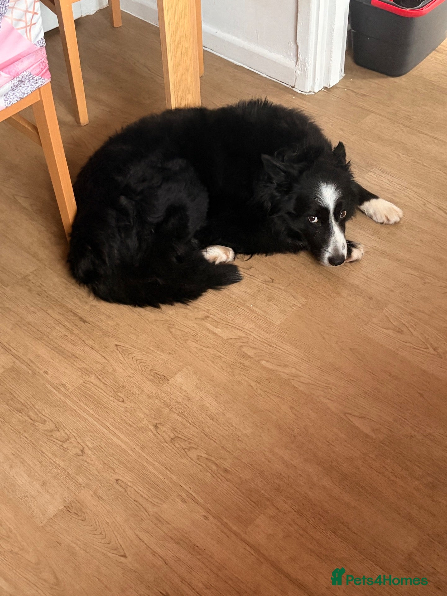 Welsh Collie dogs For adoption  - Advert 7