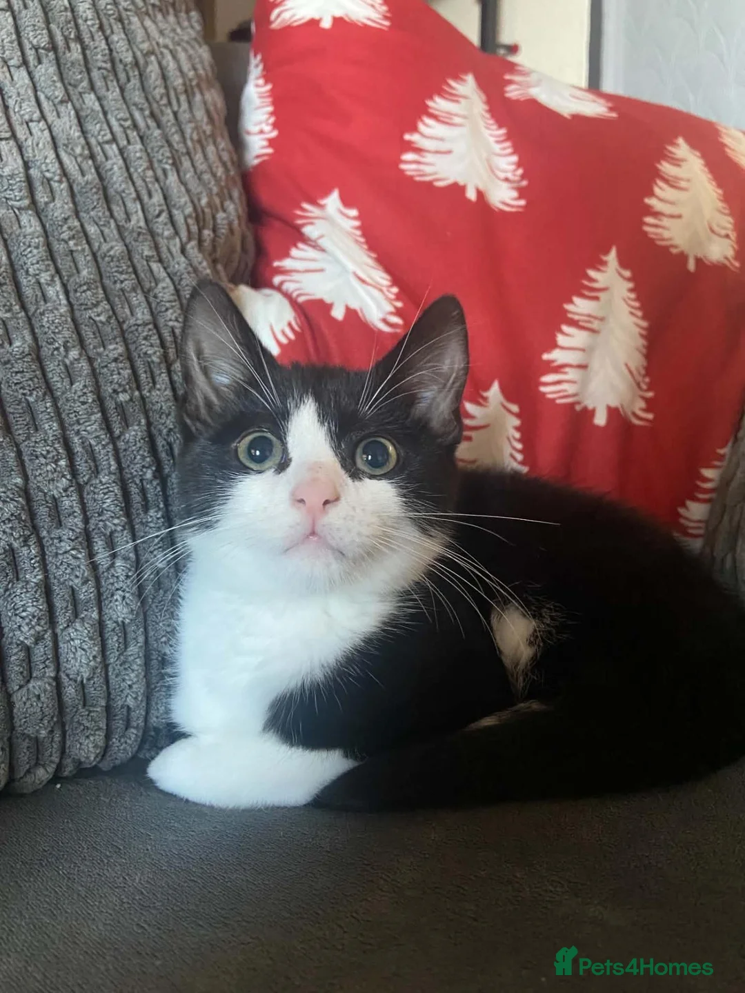 British Shorthair cats for sale: Male Cat - Advert 2