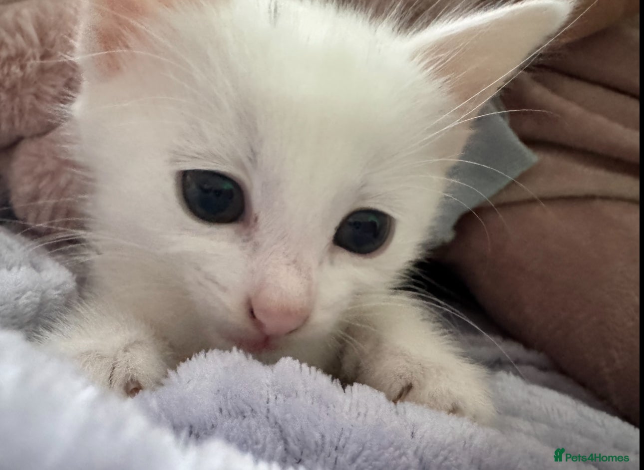 Mixed Breed cats adorable kittens looking for forever homes  - Advert 18