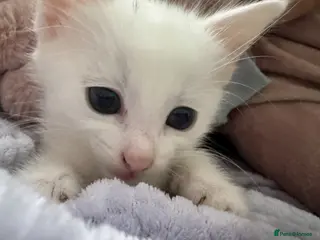 Mixed Breed cats adorable kittens looking for forever homes - Advert 18