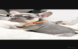 French Bulldog dogs for sale: French bulldog puppies  - Image 15