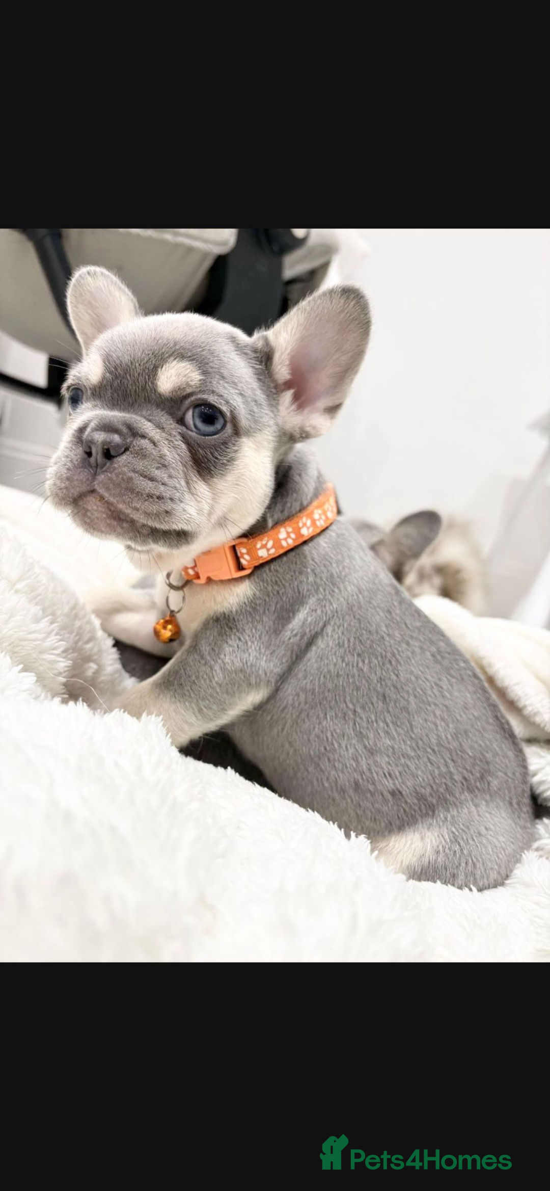 French Bulldog dogs for sale: French bulldog puppies  - Image 15