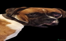 Boxer dogs for sale: Boxer 11 months - Image 4