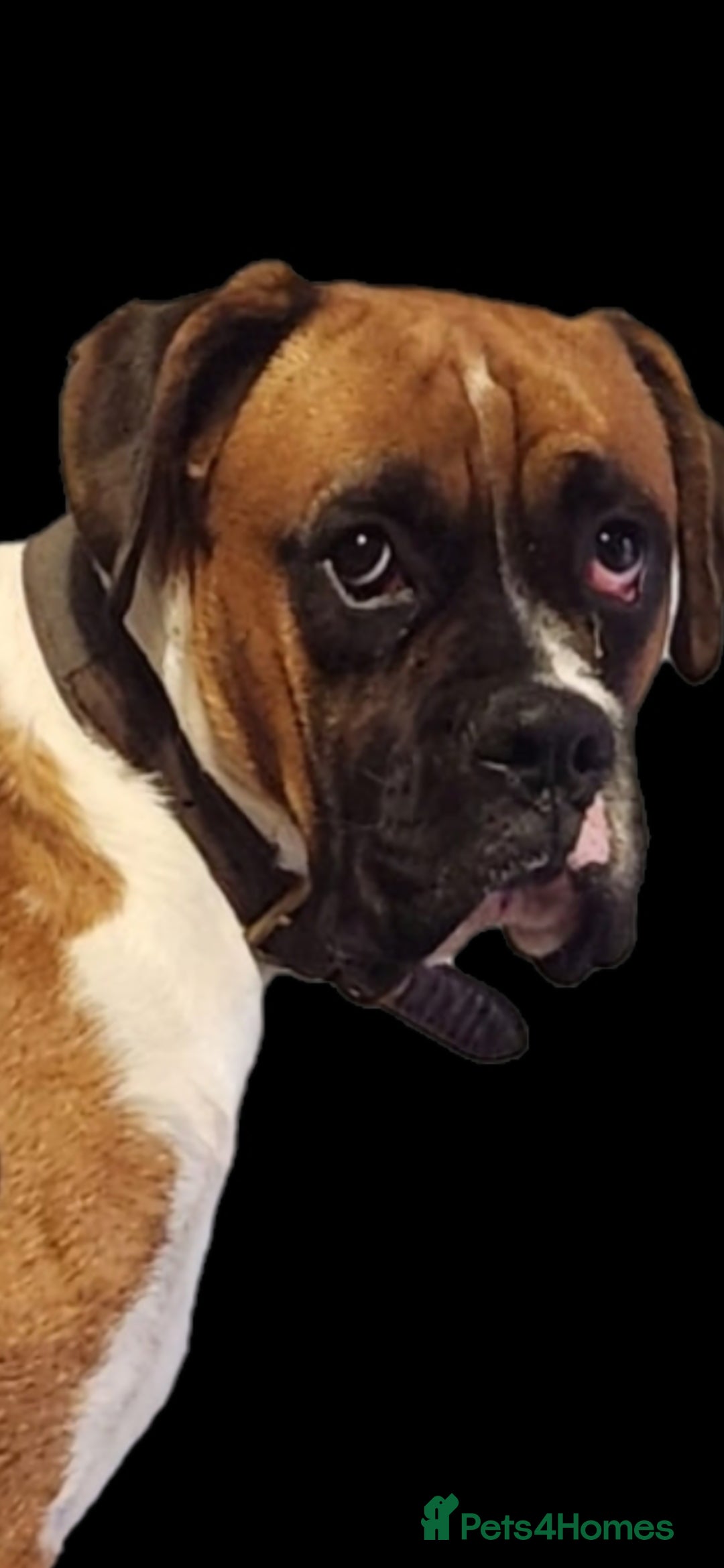 Boxer dogs for sale: Boxer 11 months - Image 4