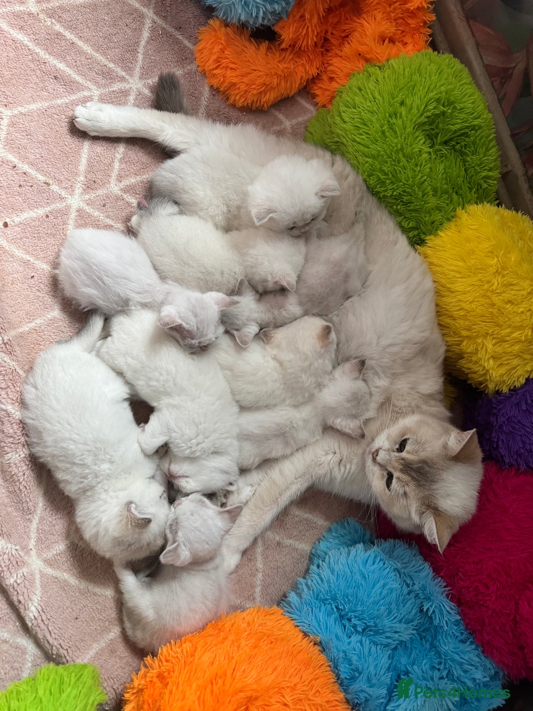 British Shorthair cats for sale: Colourpoints BSH active & non-active available - Image 32