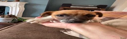 Jack Russell dogs for sale: Lively Jack Russell puppies - Advert 2