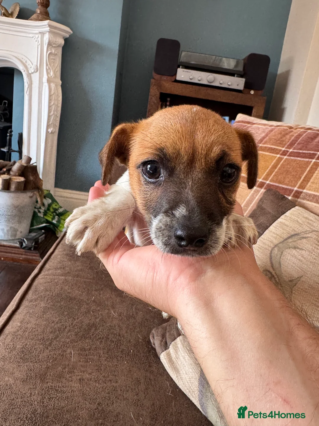 Jack Russell dogs for sale: Lively Jack Russell puppies - Advert 2