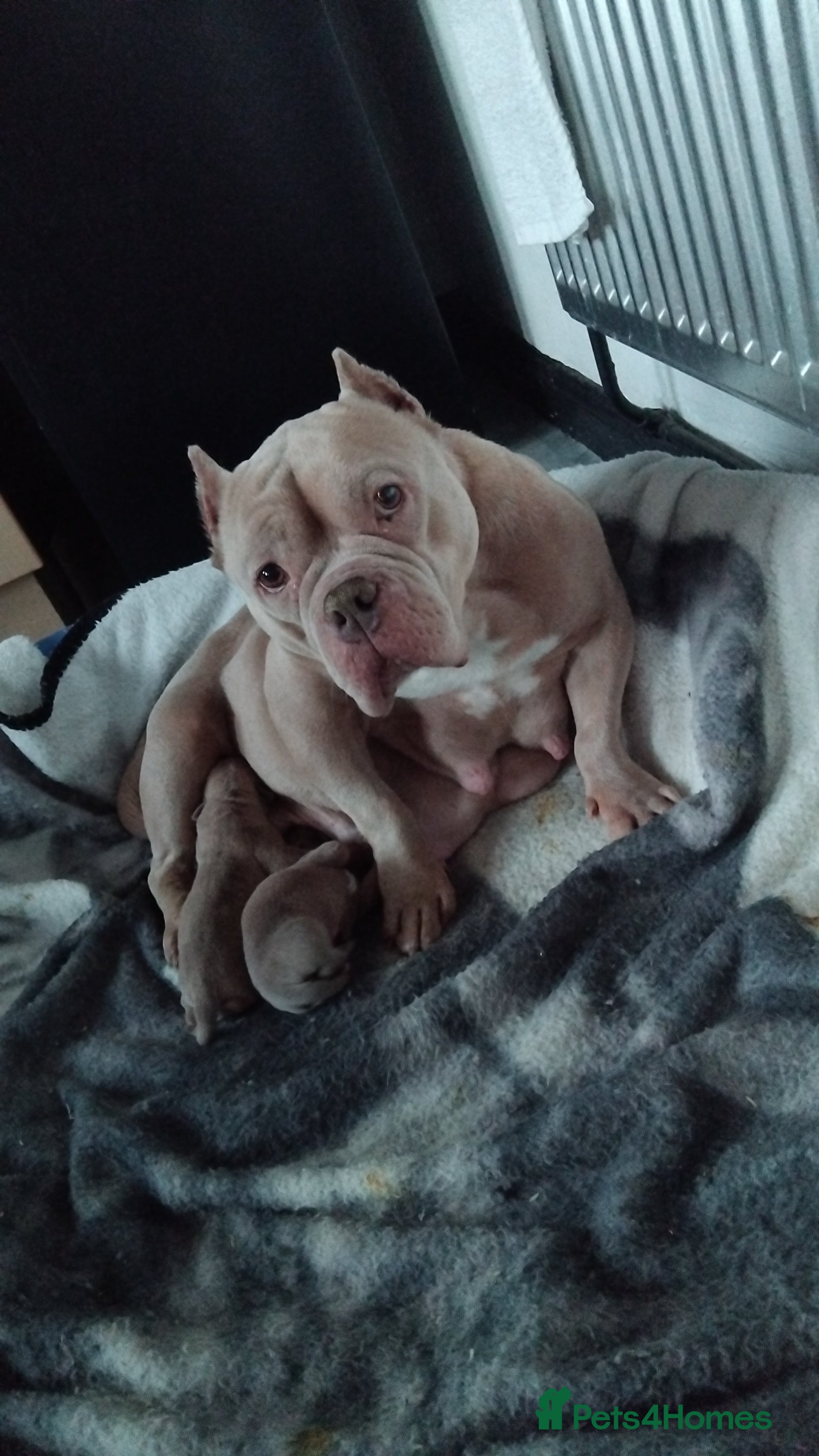 Mixed Breed dogs Exotic pocket bully cross  - Advert 1