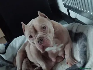 Mixed Breed dogs Exotic pocket bully cross - Advert 1