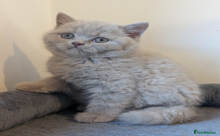 British Shorthair cats - Advert 2
