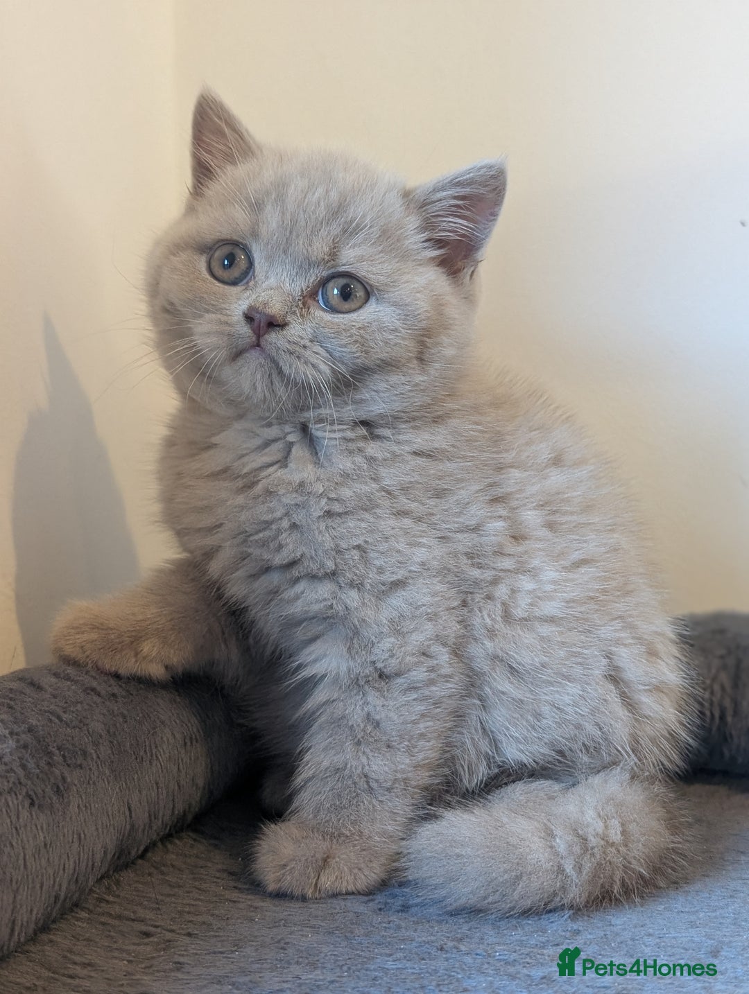 British Shorthair cats for sale: Lilac and Black British Shorthair kittens  - Image 1
