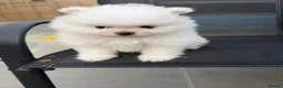 Pomeranian dogs for sale: KC Pomeranian white girl puppy for sale  - Advert 13