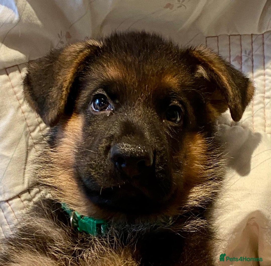 German Shepherd dogs for sale: KC Registered Pedigree German Shepherd Puppies - Image 9