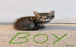 Mixed Breed cats for sale: Bengal/Maine Coon X Kittens - Image 5