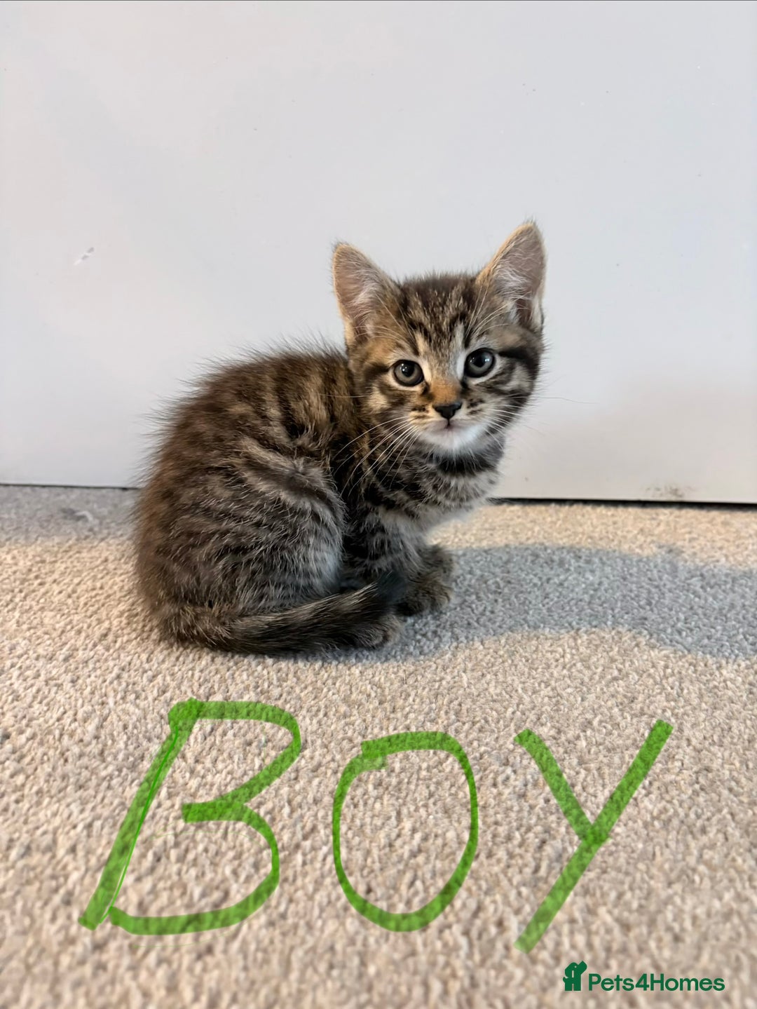 Mixed Breed cats for sale: Bengal/Maine Coon X Kittens - Image 5