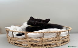 Ragdoll cats for sale: CUTE AND PLAYFUL HALF RAGDOLL KITTENS  - Image 21