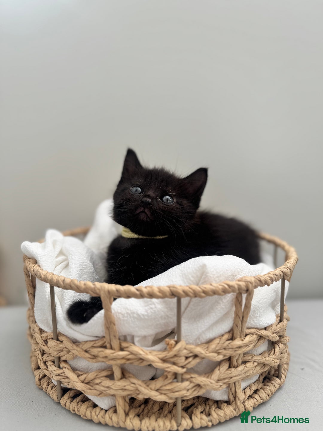 Ragdoll cats for sale: CUTE AND PLAYFUL HALF RAGDOLL KITTENS  - Image 21