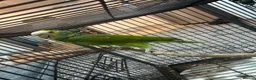 Parrots birds for sale: Yellow shoulde Amazon parrot  - Advert 2