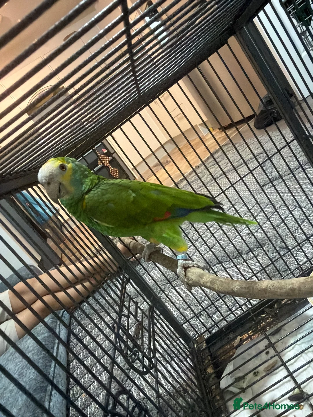 Parrots birds for sale: Yellow shoulde Amazon parrot  - Advert 2