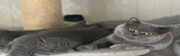 British Shorthair cats for sale: Excellent Champion line  - Advert 8