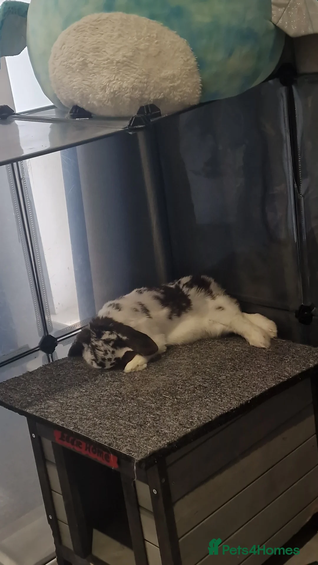 Mini Lop rabbits for sale: Eddie Mini Lop Rabbit (6 years old ) male  - Advert 4