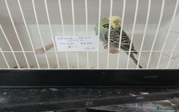 Budgerigars birds for sale: Budgies - Image 10