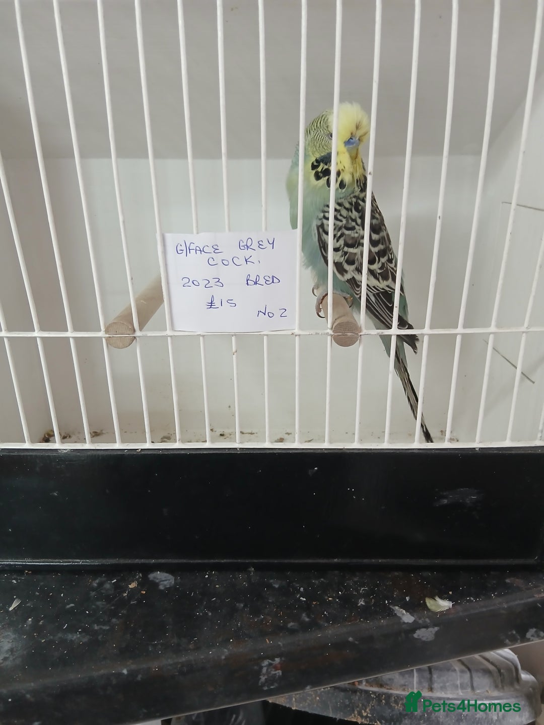 Budgerigars birds for sale: Budgies - Image 10