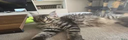 Maine Coon cats for sale: Ready now adorable maine coon Kittens 4bs & 1g - Advert 2