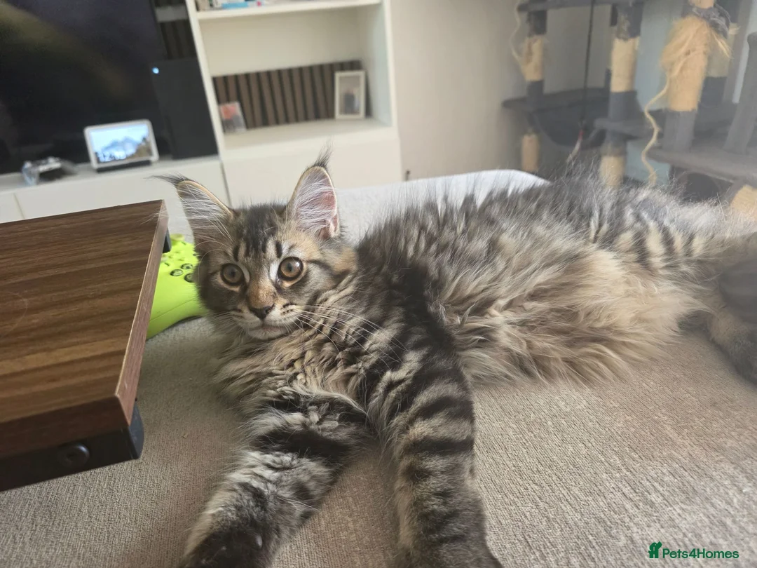 Maine Coon cats for sale: Ready now adorable maine coon Kittens 4bs & 1g - Advert 2