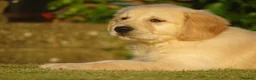 Golden Retriever dogs for sale: Golden Retriever Puppies in Armagh - Advert 8
