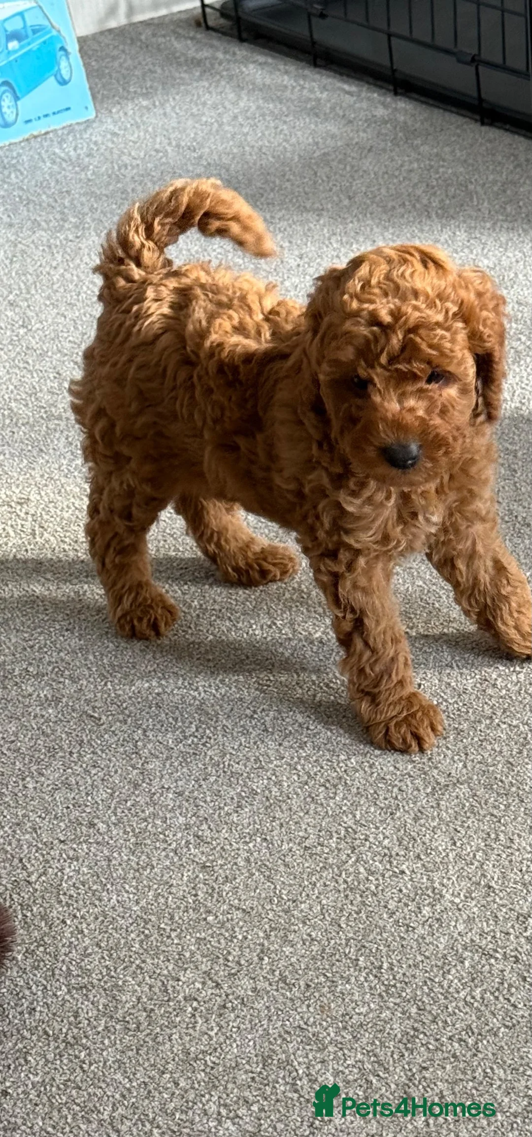 Mixed Breed dogs for sale: Miniature poodle  - Advert 2