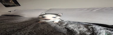 Siberian Husky Puppy 2