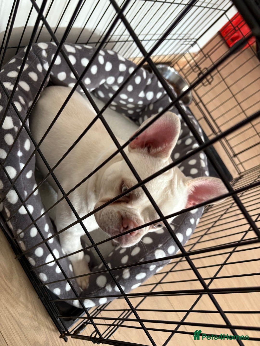 French Bulldog dogs for sale: French bulldog for sale male  - Advert 7