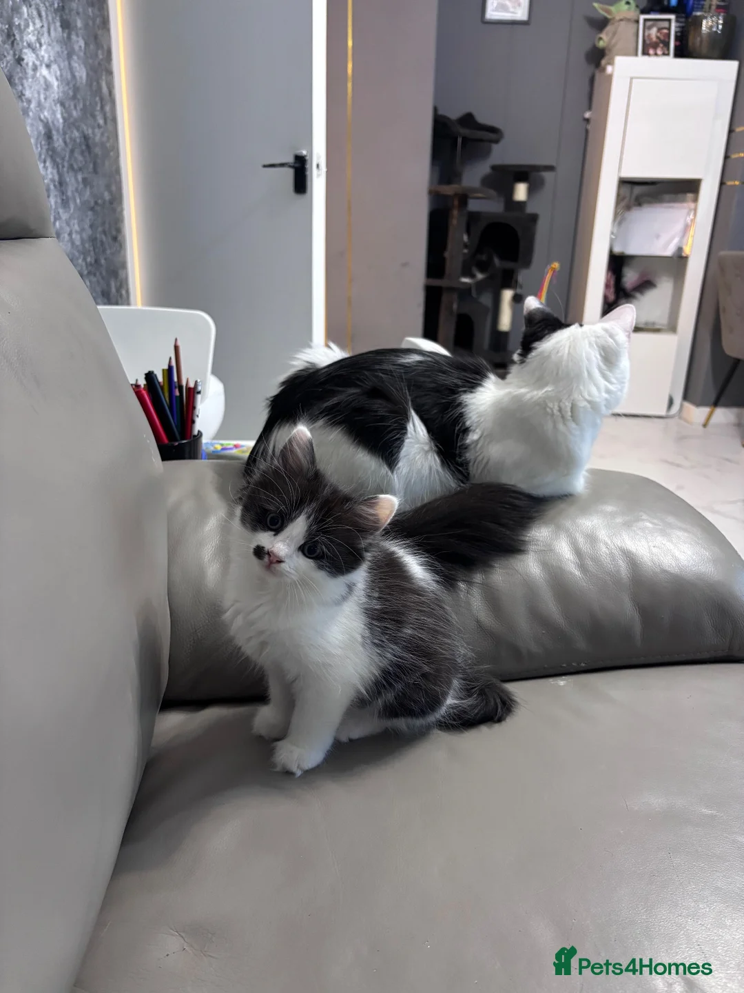 Ragdoll cats for sale: Ragdoll x turkish angora kittens - Advert 6