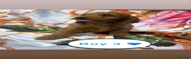Cockapoo 3
