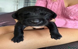 Labrador Retriever dogs for sale: Working Labrador Retriever Puppies - Image 10