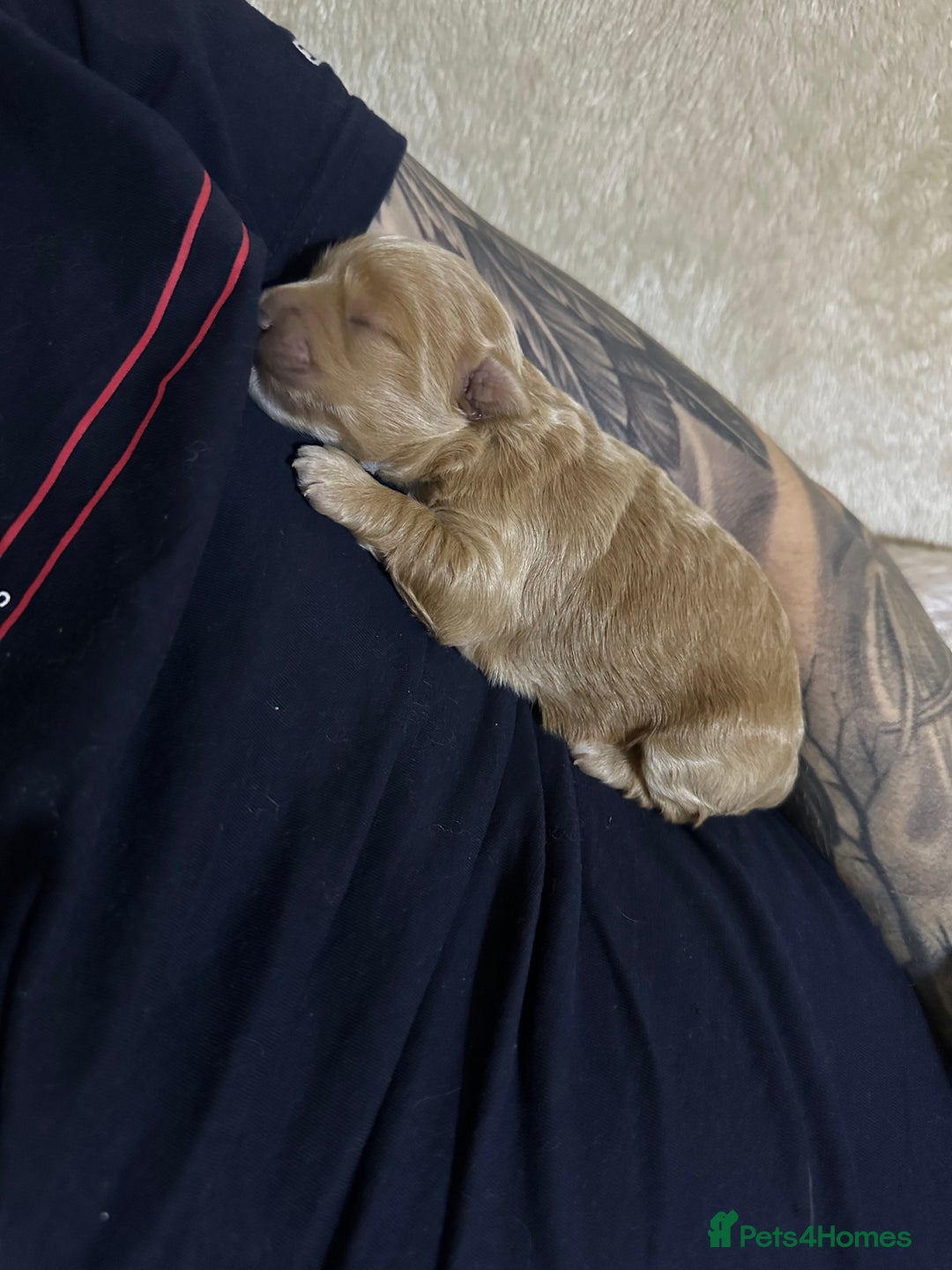 Maltipoo dogs for sale: Maltipoo Boy  - Advert 9