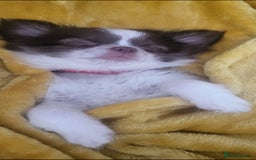 Mixed Breed dogs for sale: Stunning chocolate Shihtzu x Chihuahua Pups  - Advert 6