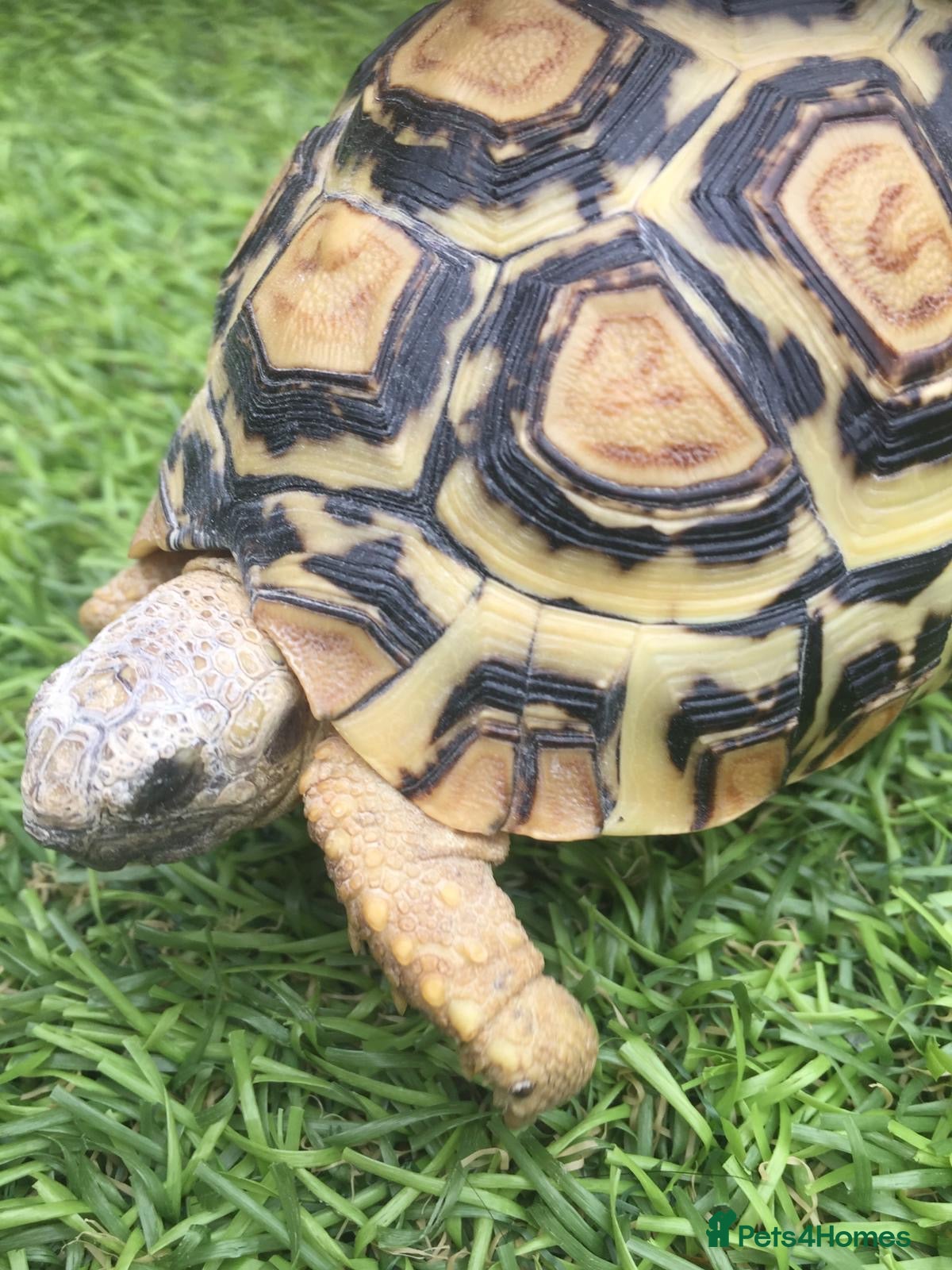 Tortoise reptiles 5 year old leopard tortoise - Advert 1