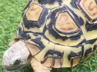Tortoise reptiles 5 year old leopard tortoise - Advert 1