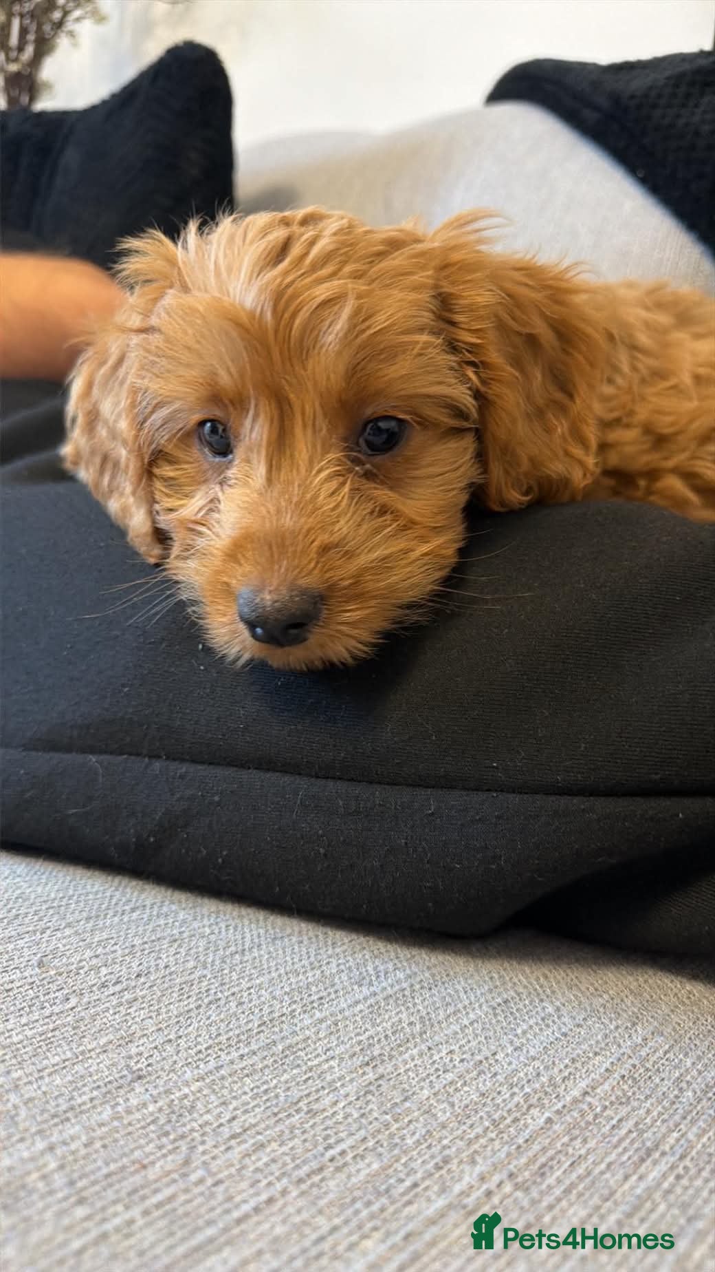 Cockapoo dogs for sale: F1 cockapoo girl READY TO LEAVE - Advert 2
