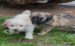 Miniature Poodle dogs for stud: Ozzie for stud only  - Image 9