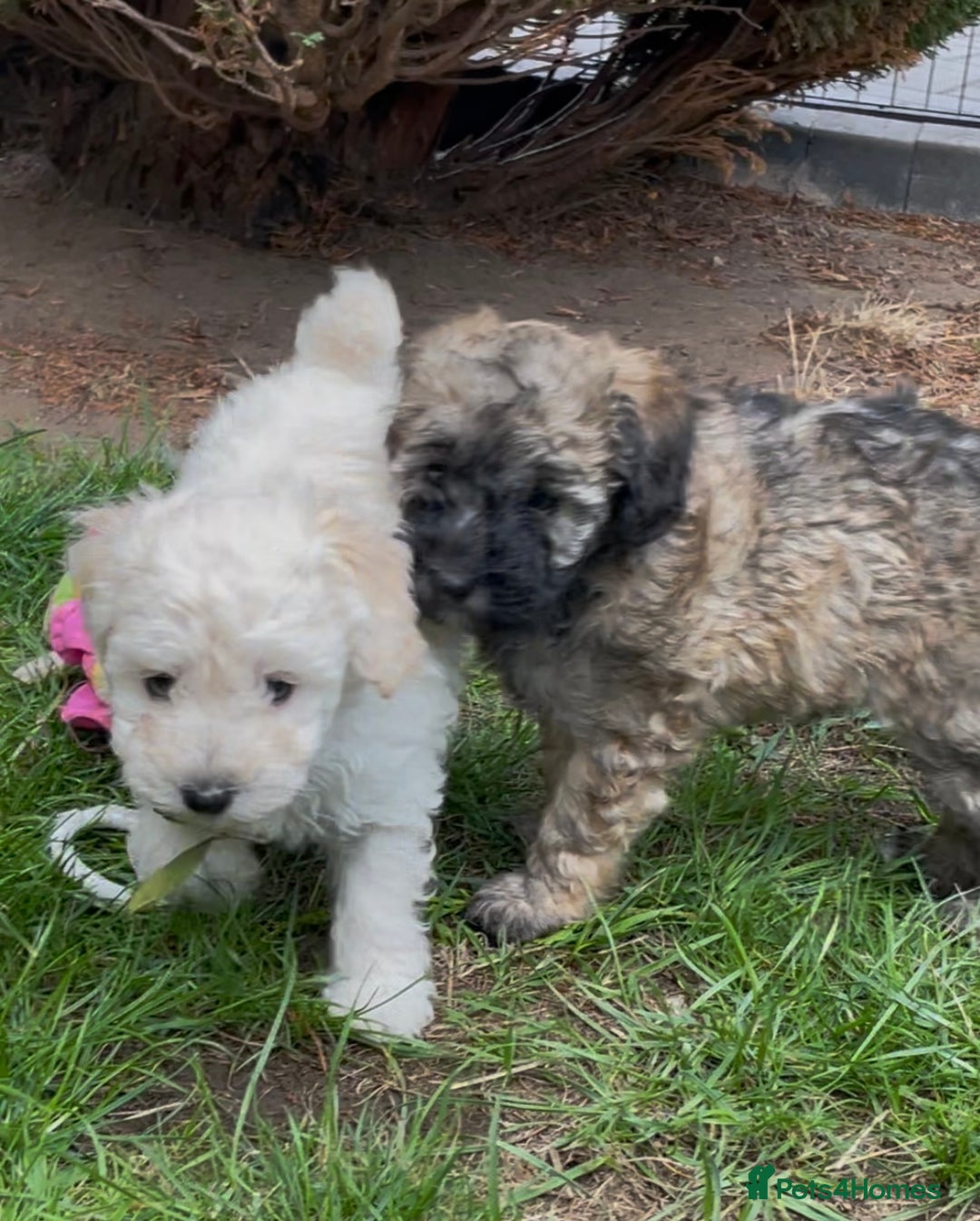 Miniature Poodle dogs for stud: Ozzie for stud only  - Image 9