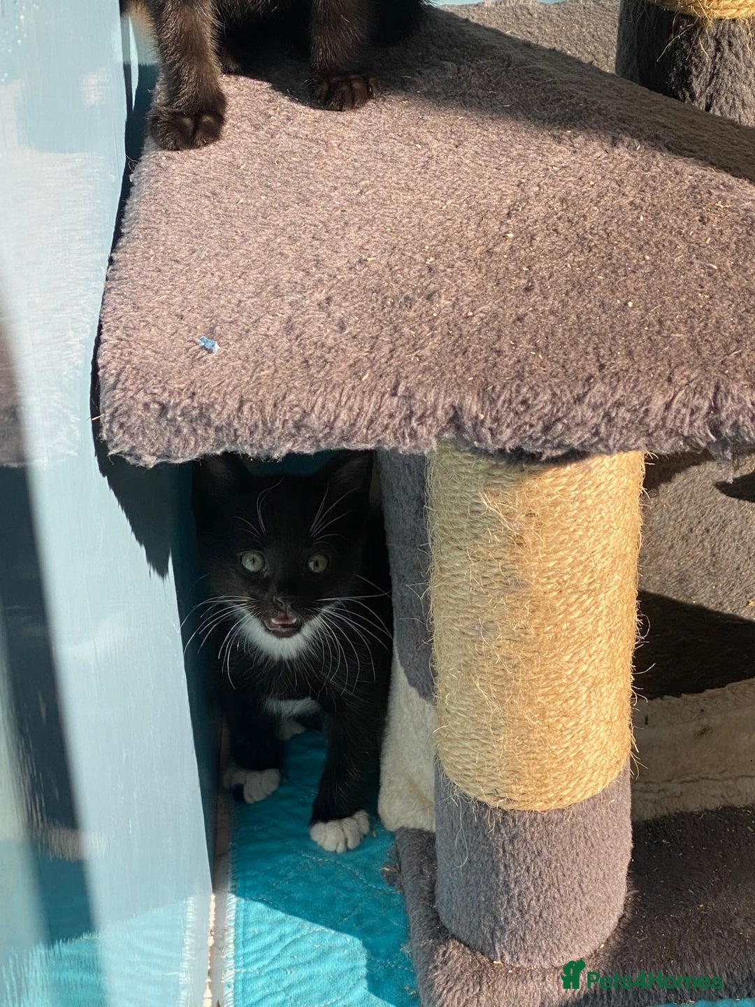 Mixed Breed cats for sale: 2 boys 1 girl left - Image 15