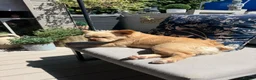 French Bulldog dogs for sale: Fluffy French Bulldog - Advert 6