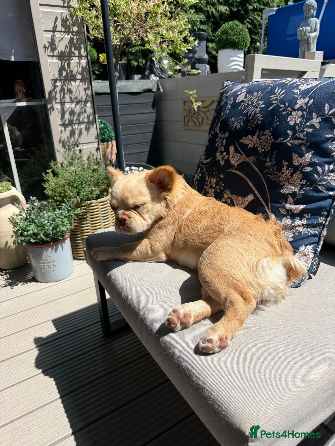French Bulldog dogs for sale: Fluffy French Bulldog - Advert 6