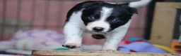Border Collie dogs for sale: Fully Health Tested Border Collie Puppy For Sale in Coleford - Advert 28