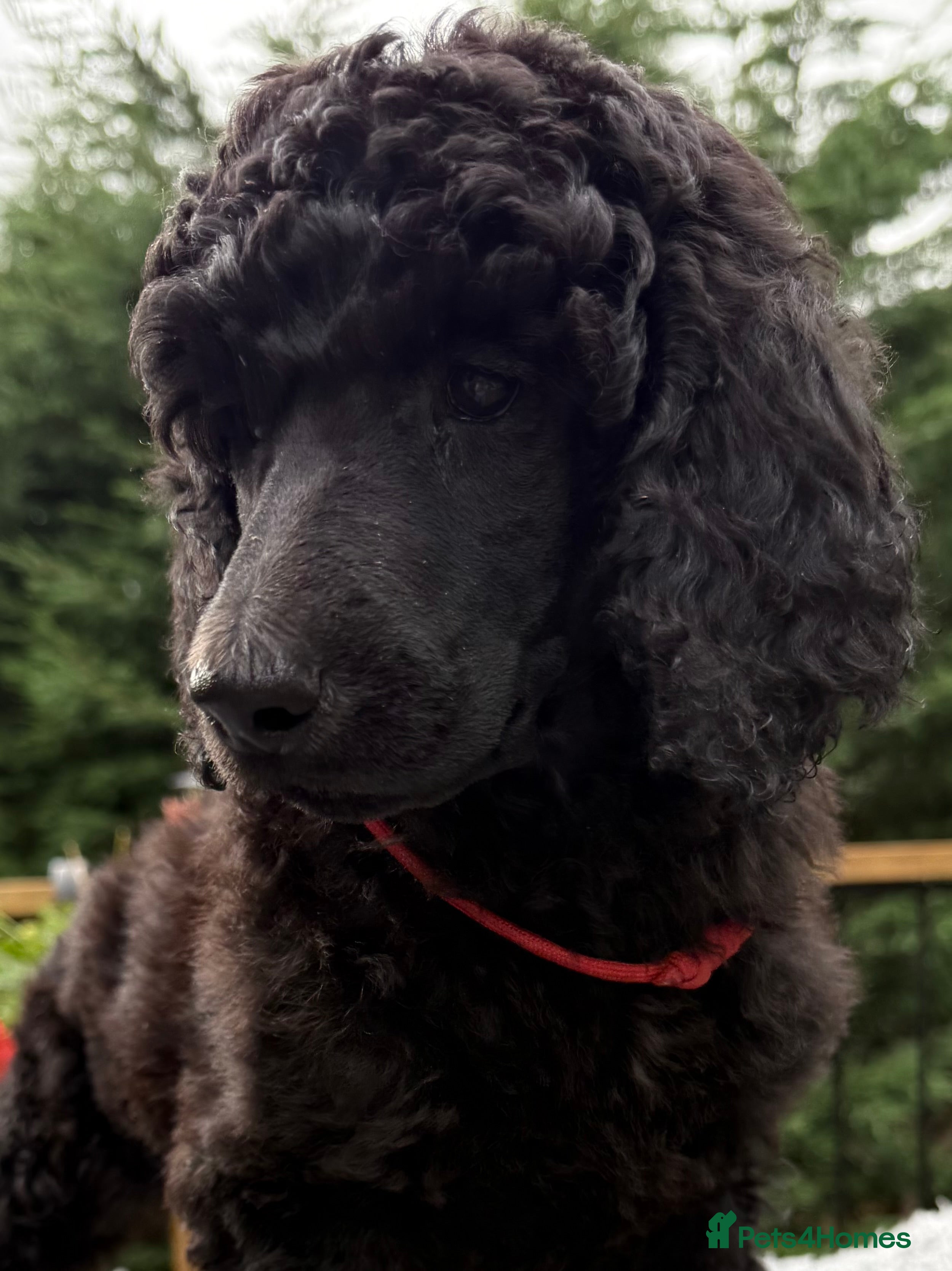 Standard Poodle dogs KC Registered Show Quality Standard Poodle Puppies - Advert 2