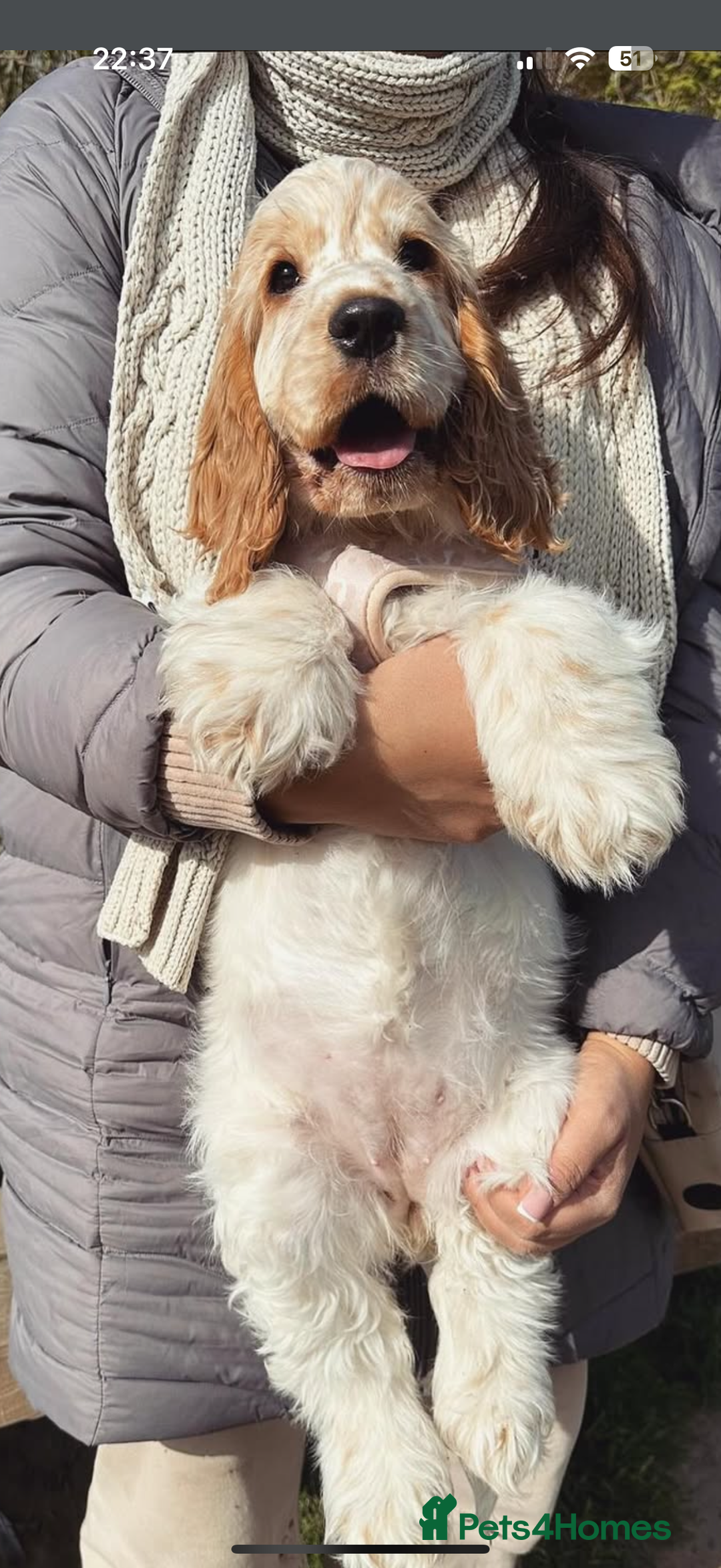 Cocker Spaniel dogs for sale: Lovely girl for rehome  - Advert 11